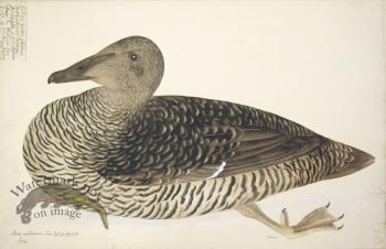 260 Swedish Birds . Anas Mollissima, Common Eider, Female